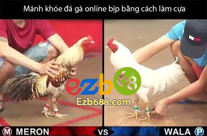 Bịp đá gà online bằng cựa gà